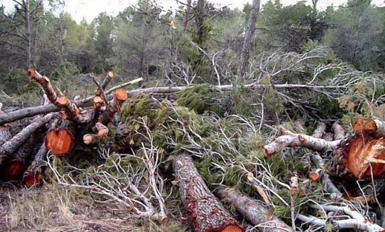 Millonaria multa por tala ilegal en Chiloé: Conaf destaca sanción y plan de reforestación