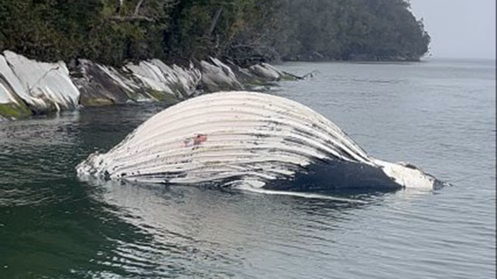 Investigan muerte de ballenas jorobadas en áreas protegidas cerca de salmoneras en Chile