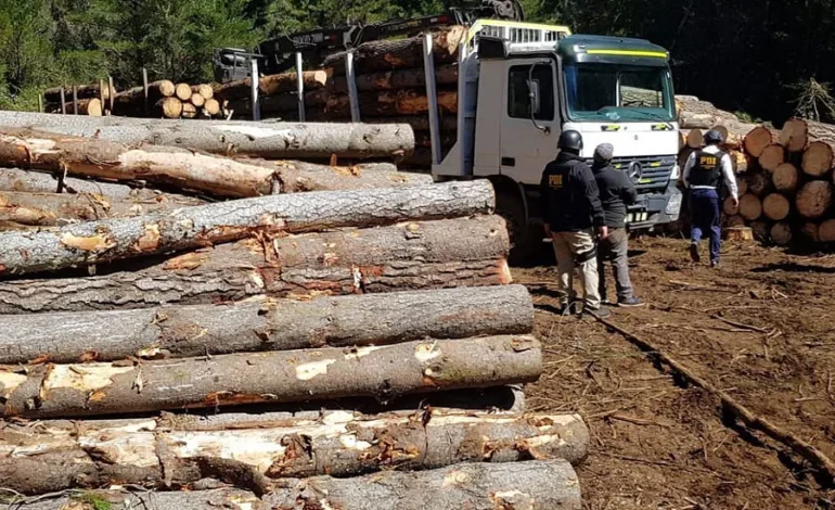 Policía desarticula clan familiar ligado al robo de madera en Bío Bío: Siete detenidos en operativo