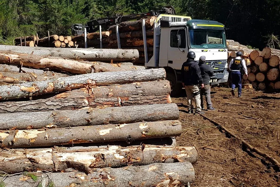 Policía desarticula clan familiar ligado al robo de madera en Bío Bío: Siete detenidos en operativo