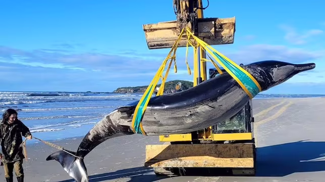 Ballena Bahamonde: el cetáceo más raro del mundo es estudiado en Nueva Zelanda