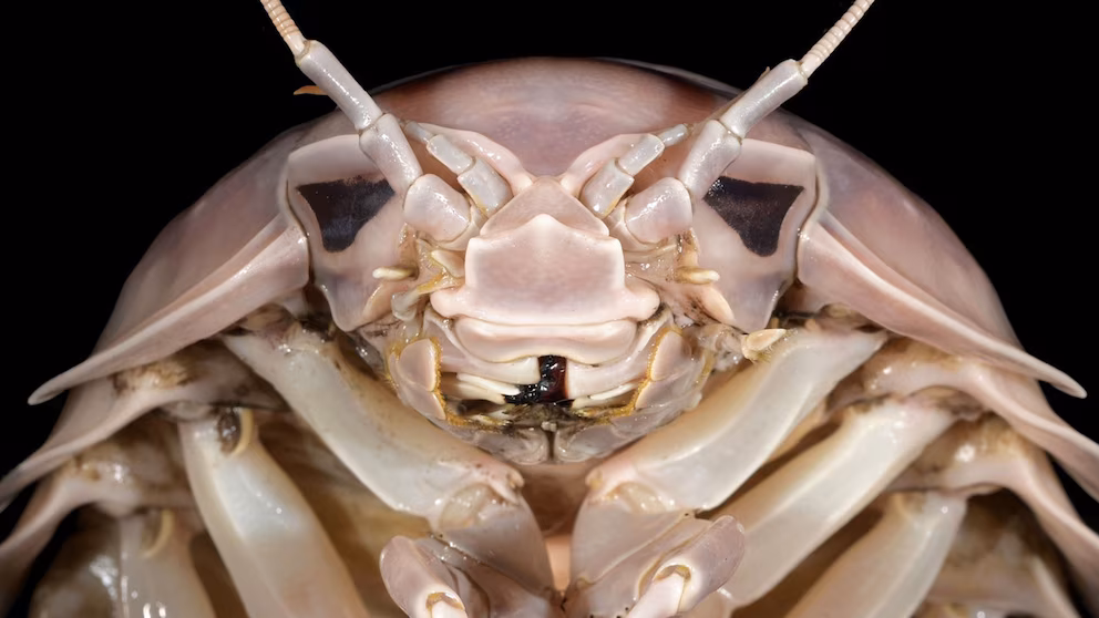 Nuevo crustáceo gigante descubierto: Bathynomus vaderi, el «Darth Vader» del océano