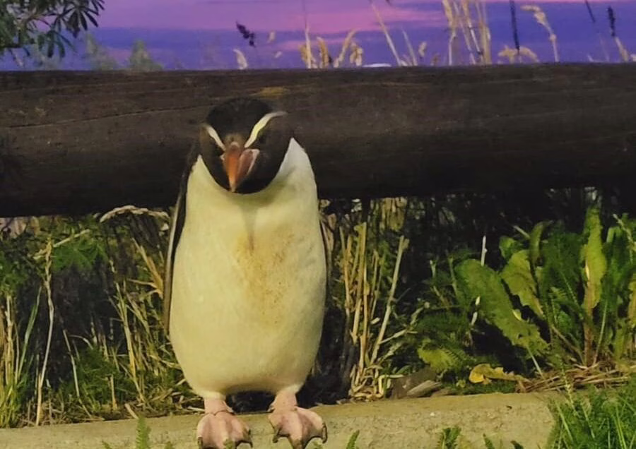 Pingüino de las Snares viaja 7.500 km desde Nueva Zelanda a Punta Arenas: un hecho histórico en Magallanes