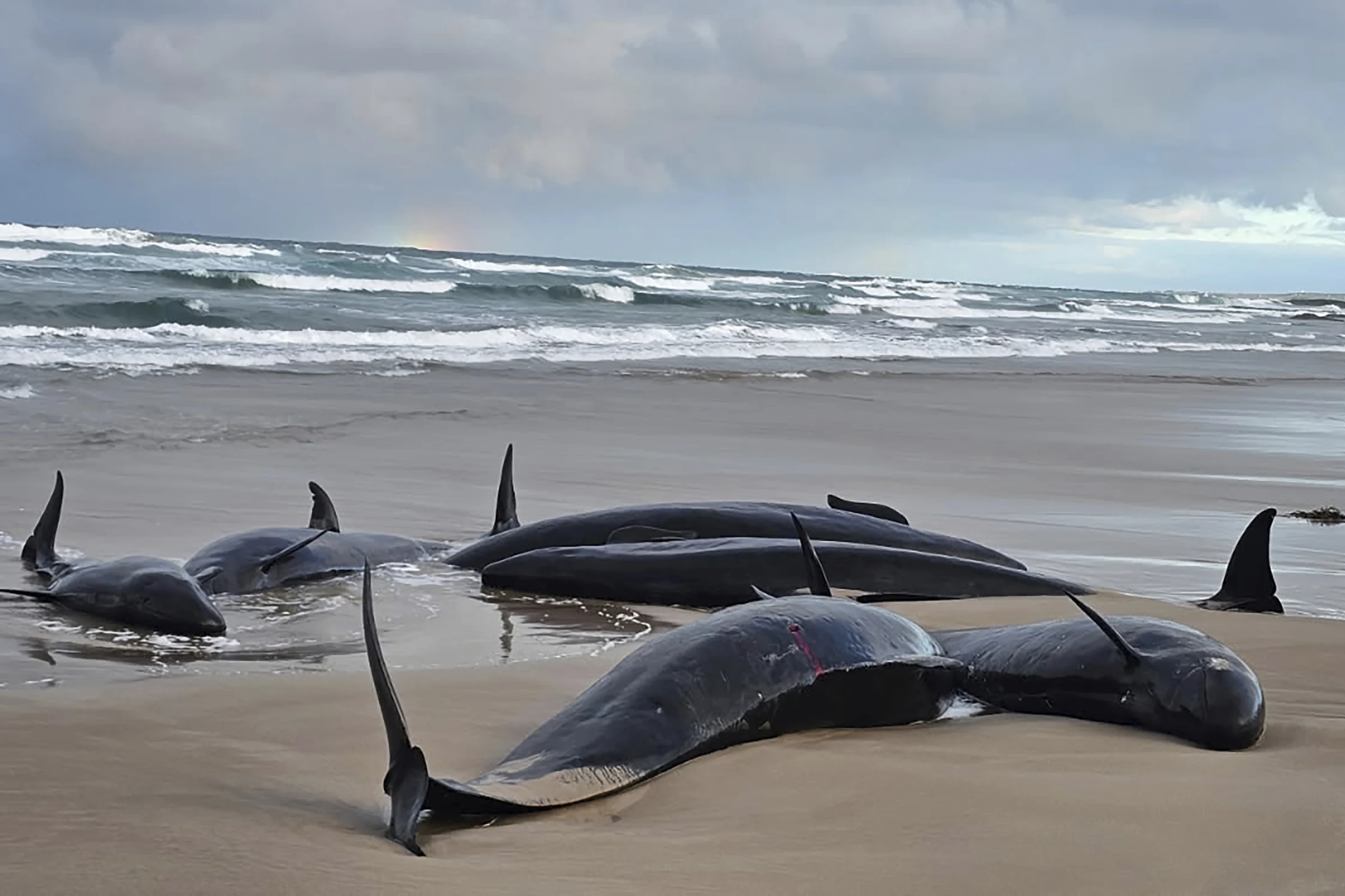 Más de 150 ballenas varadas en Tasmania: un desastre ambiental en una playa remota