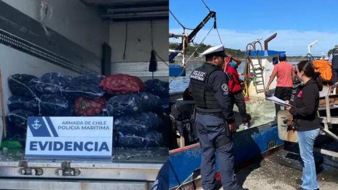 Detectan mariscos contaminados con marea roja en Calbuco