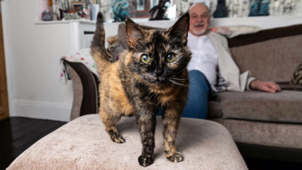 Millie, la gatita que celebra 30 años: el secreto de su sorprendente longevidad