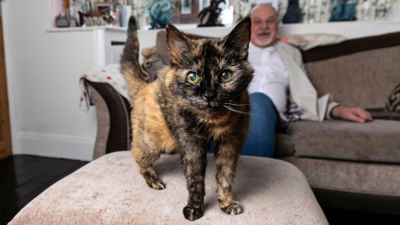 Millie, la gatita que celebra 30 años: el secreto de su sorprendente longevidad