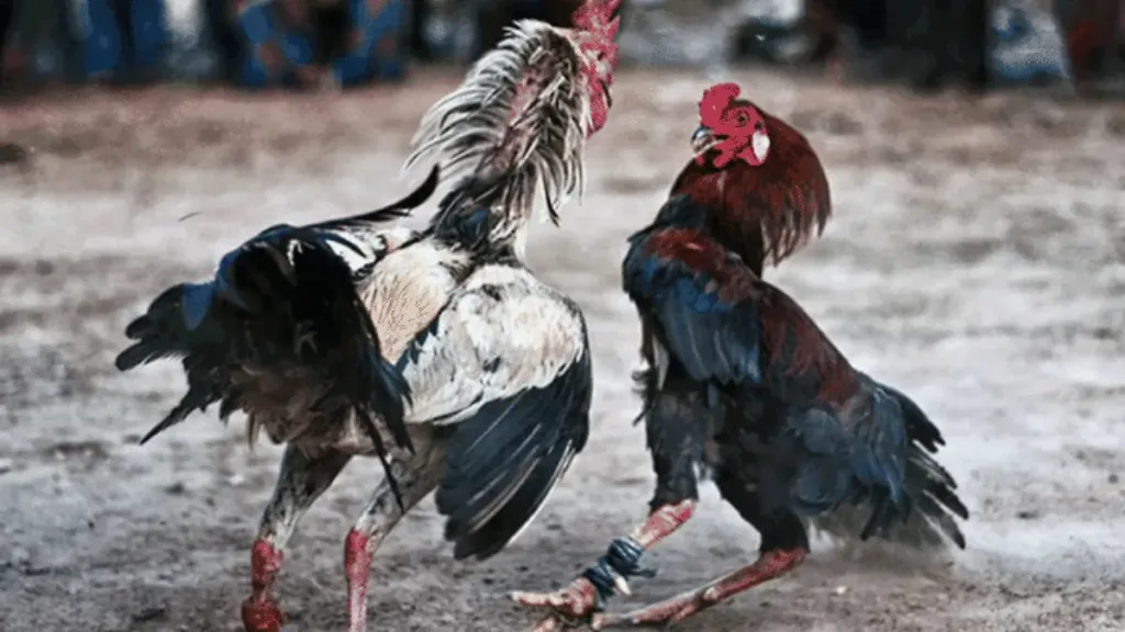 Colegio en Oaxaca organizará pelea de gallos; defensa de los animales piden detener convocatoria