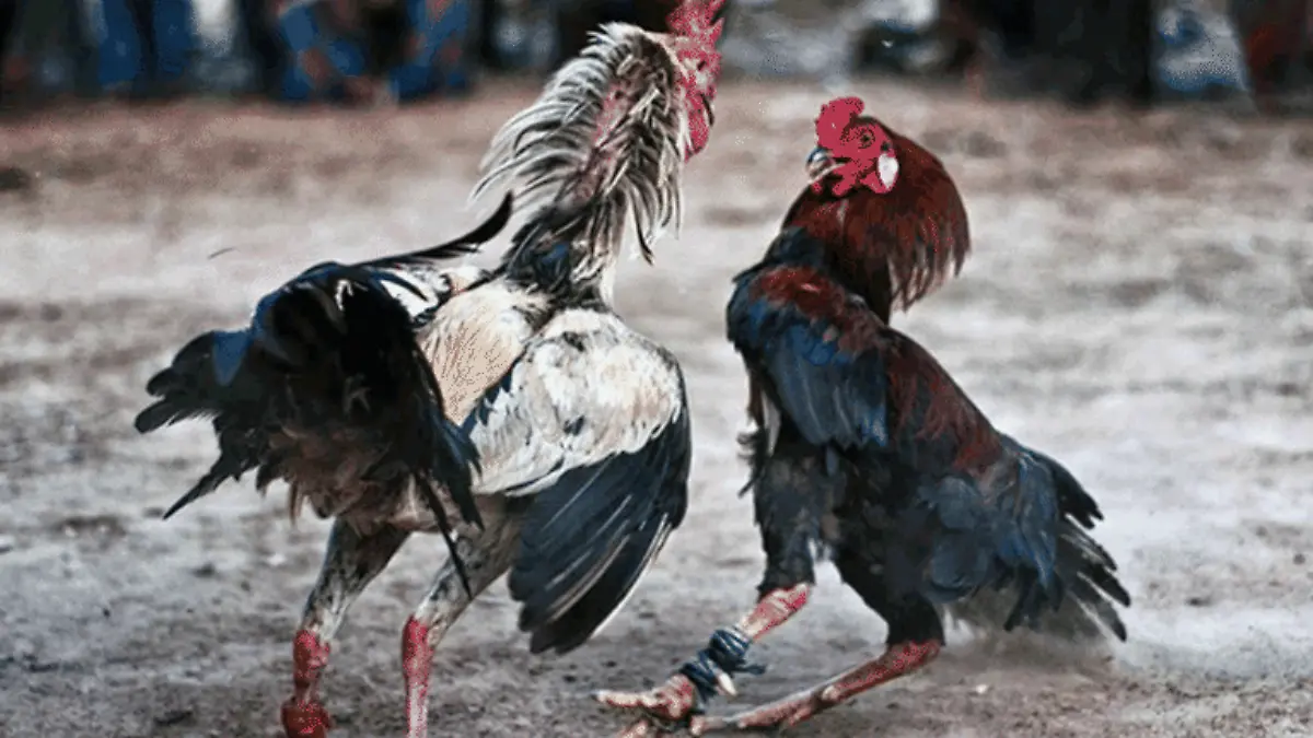 Colegio en Oaxaca organizará pelea de gallos; defensa de los animales piden detener convocatoria