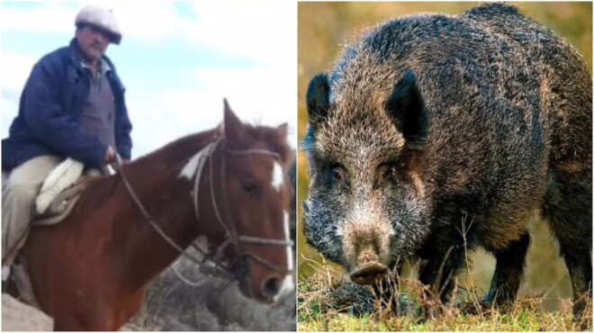 Tragedia en Mendoza: Hombre y sus cuatro perros mueren tras ataque de un jabalí