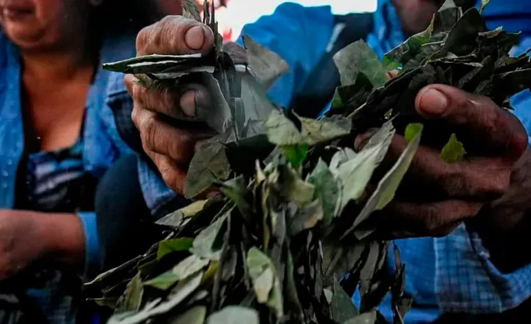 La OMS decidirá en octubre si la hoja de coca dejará de ser considerada una droga