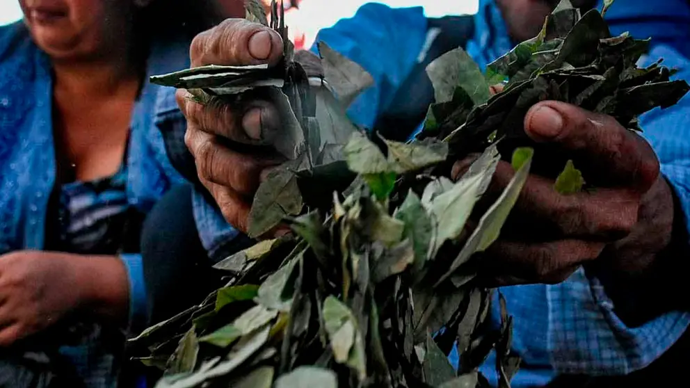 La OMS decidirá en octubre si la hoja de coca dejará de ser considerada una droga