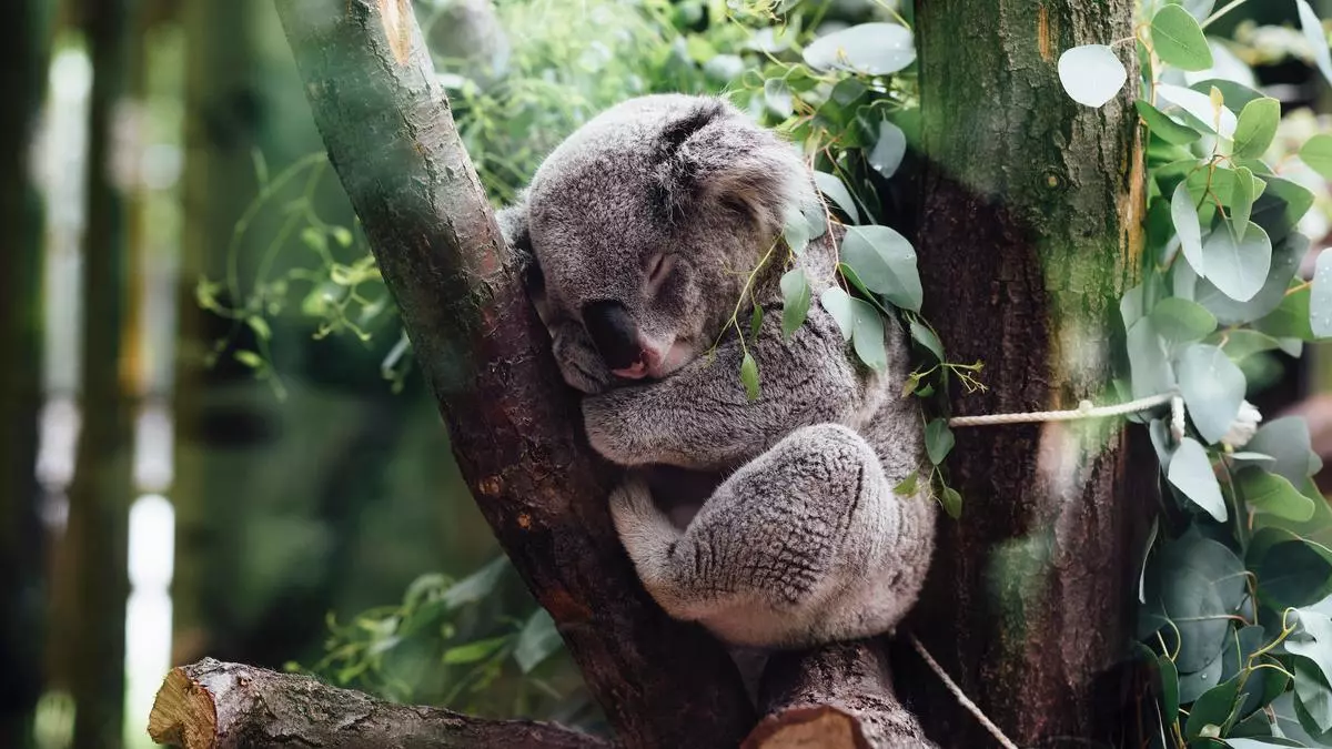 Controversia en Australia: sacrifican a más de 700 koalas con francotiradores tras incendio forestal