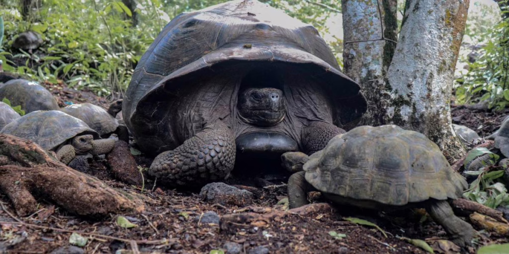 Liberan 170 tortugas gigantes en su hábitat natural en Galápagos