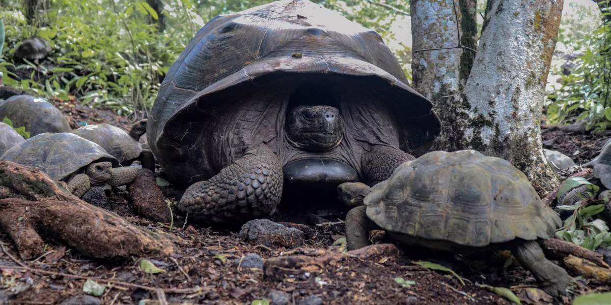 Liberan 170 tortugas gigantes en su hábitat natural en Galápagos