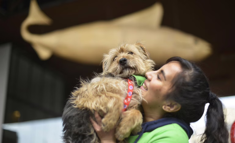 Beneficios de adoptar una mascota adulta: compañía, tranquilidad y un nuevo hogar