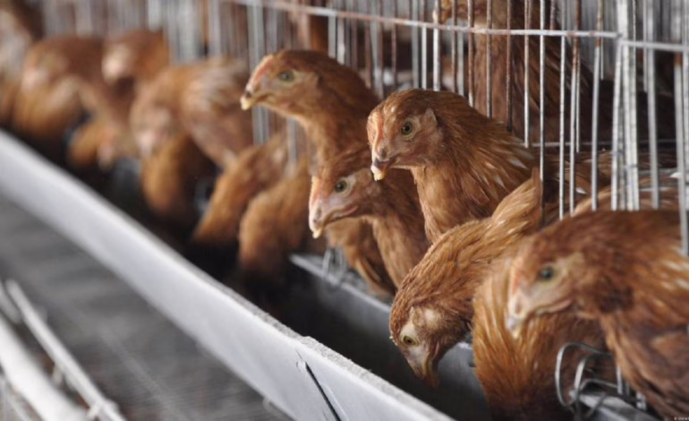 Gobierno asegura que el precio del pollo se mantendrá estable pese a suspensión de importaciones desde Brasil