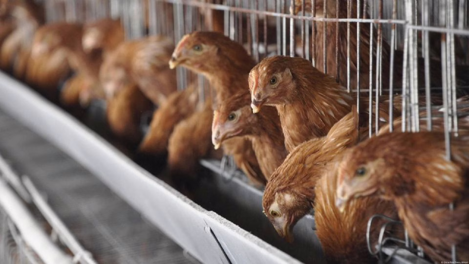 Gobierno asegura que el precio del pollo se mantendrá estable pese a suspensión de importaciones desde Brasil