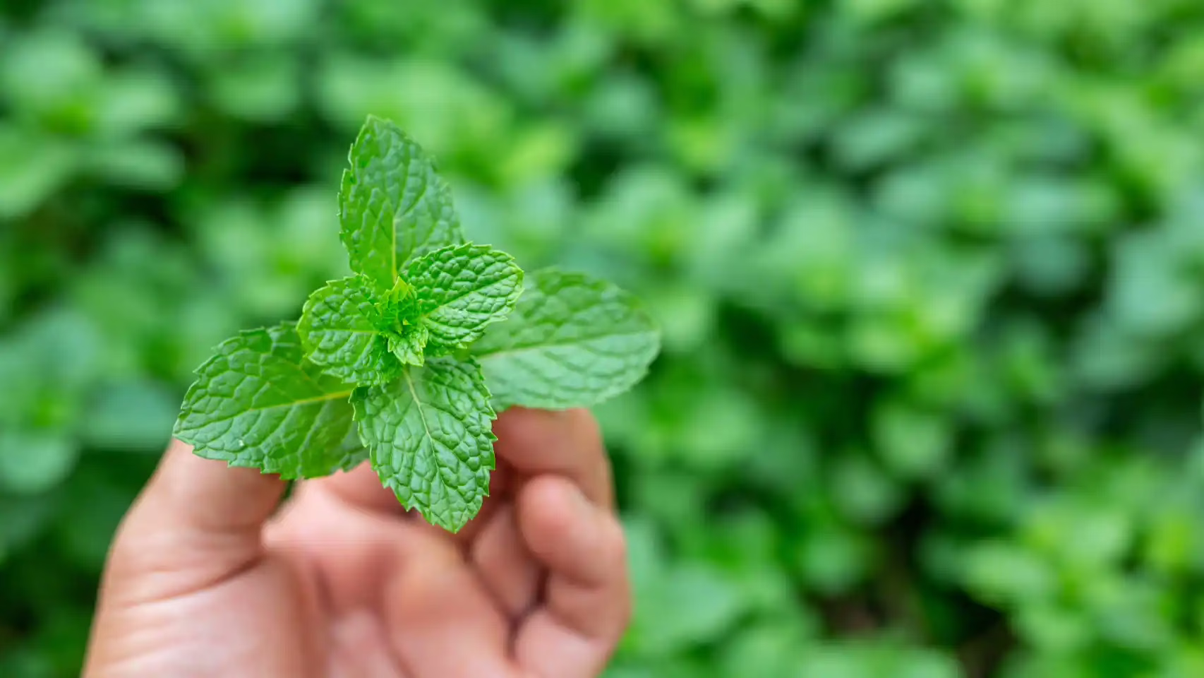 Descubre la hierba natural que alivia la hinchazón, las náuseas y mejora la digestión