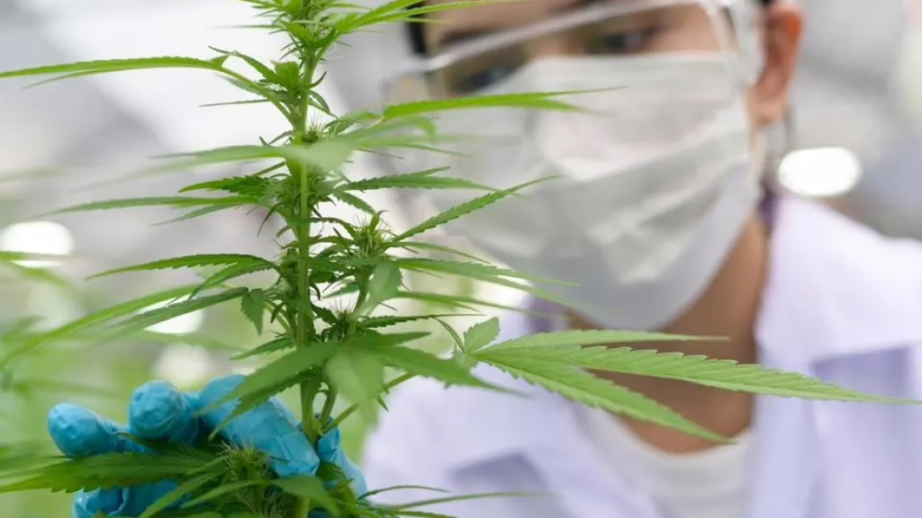 Costa Rica da luz verde al cannabis medicinal: cómo funcionará y qué productos estarán disponibles