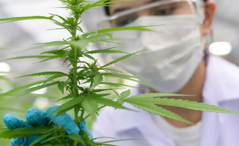 Costa Rica da luz verde al cannabis medicinal: cómo funcionará y qué productos estarán disponibles