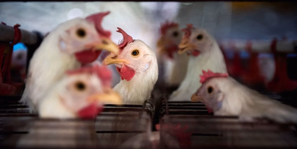 Chile suspende importaciones de pollo desde Argentina tras brote de influenza aviar