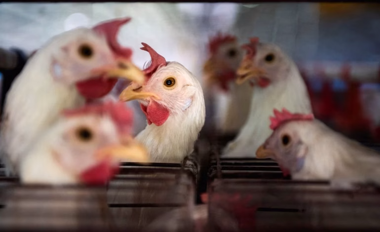 Chile suspende importaciones de pollo desde Argentina tras brote de influenza aviar