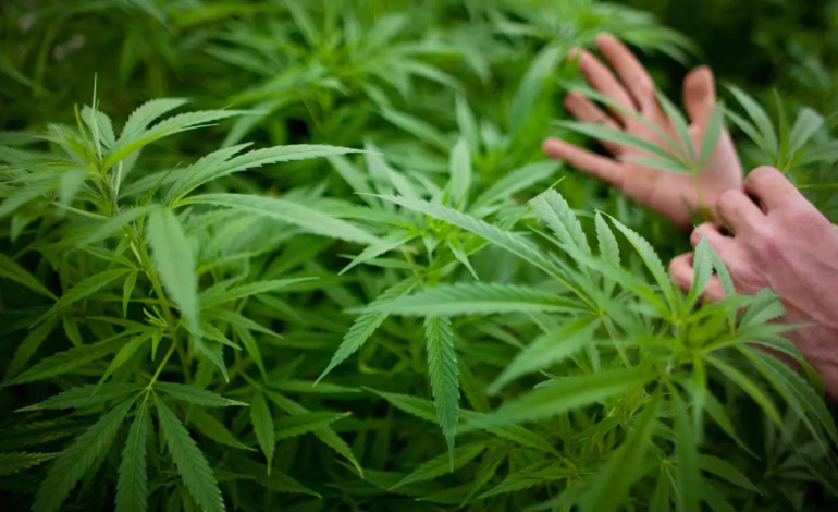 La marihuana legal en Canadá quintuplica su potencia en 20 años y aumenta riesgos de psicosis