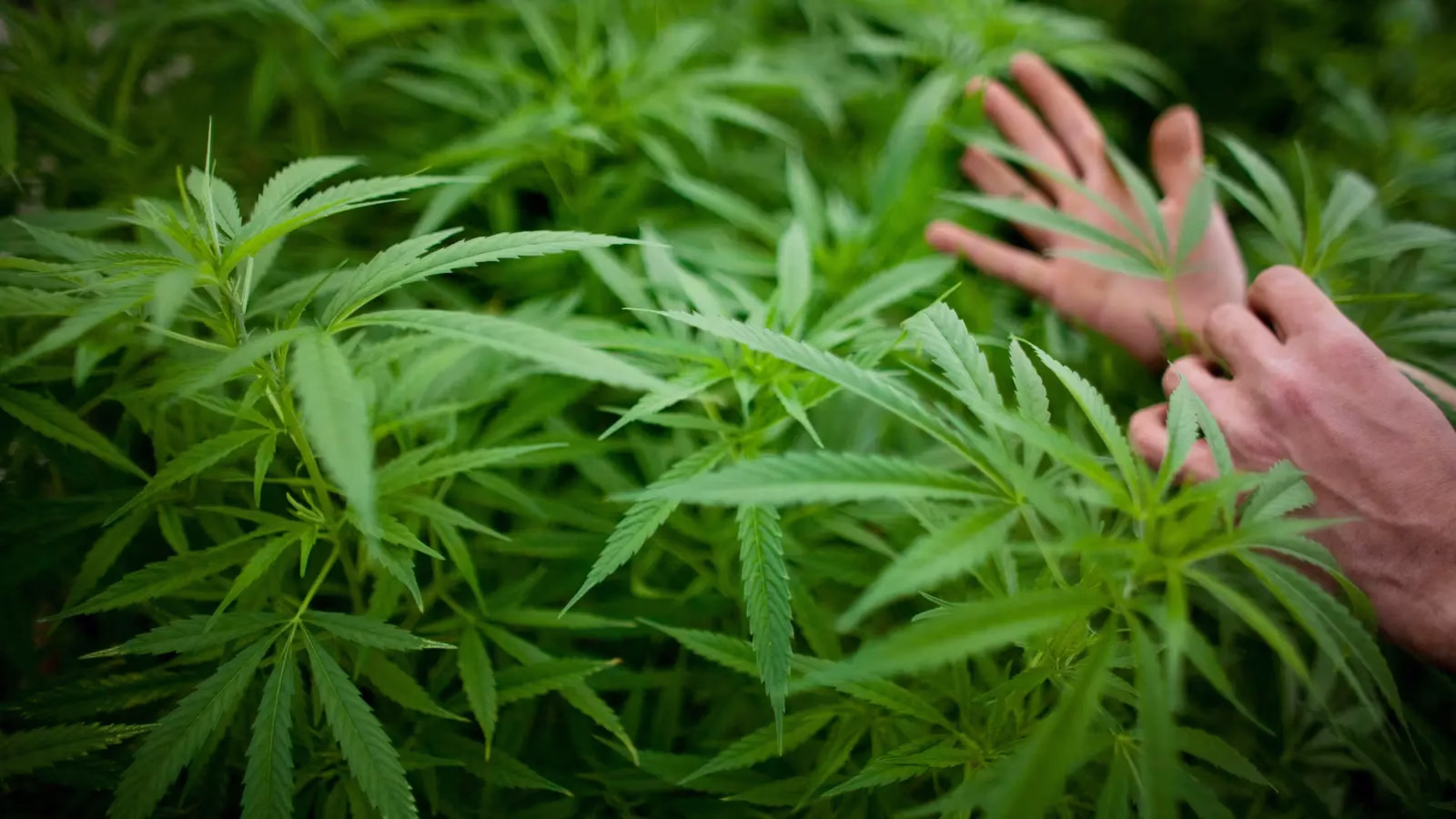 La marihuana legal en Canadá quintuplica su potencia en 20 años y aumenta riesgos de psicosis