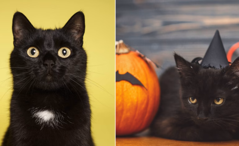 Terrassa suspende adopciones de gatos negros en Halloween para evitar posibles abusos