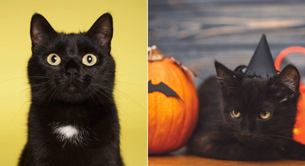 Terrassa suspende adopciones de gatos negros en Halloween para evitar posibles abusos