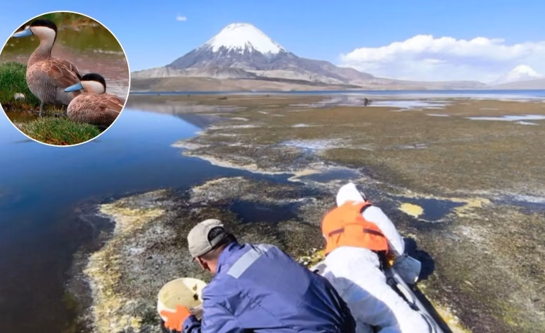 Retiran casi 6 mil litros de aceite del lago Chungará tras derrame que afecta a aves y fauna nativa