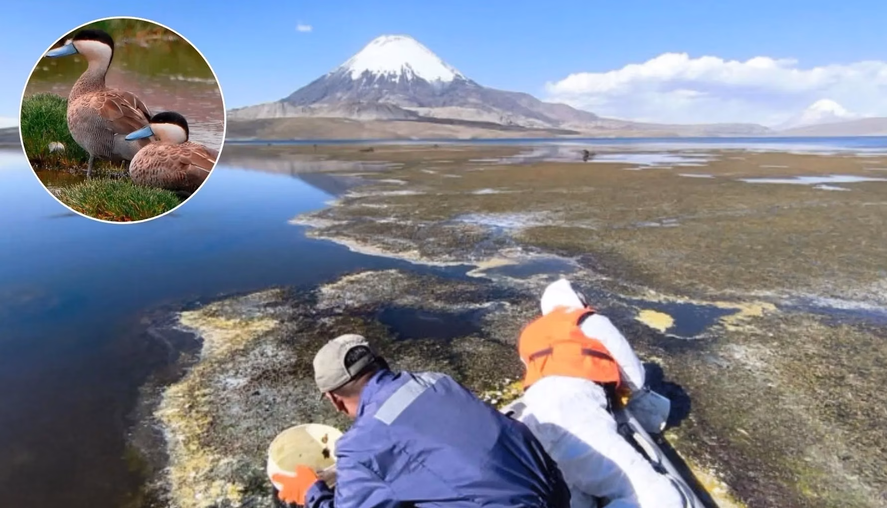 Retiran casi 6 mil litros de aceite del lago Chungará tras derrame que afecta a aves y fauna nativa