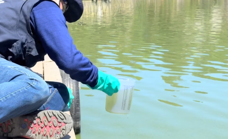 Autoridades declaran riesgo sanitario en el Lago Vichuquén por alta concentración de cianobacterias