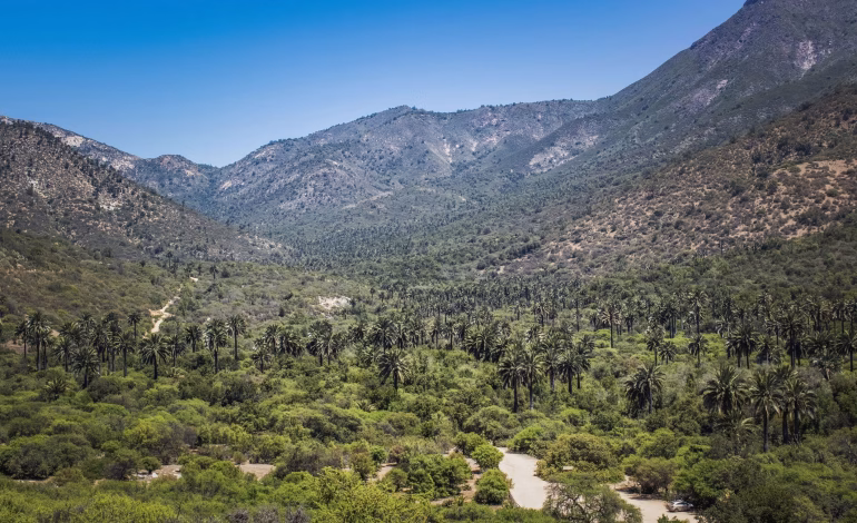 Contraloría alerta por masivas construcciones sin permiso en el entorno del Parque Nacional La Campana
