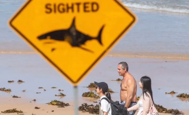 Australia en alerta máxima tras una ola inédita de ataques de tiburones en pleno verano
