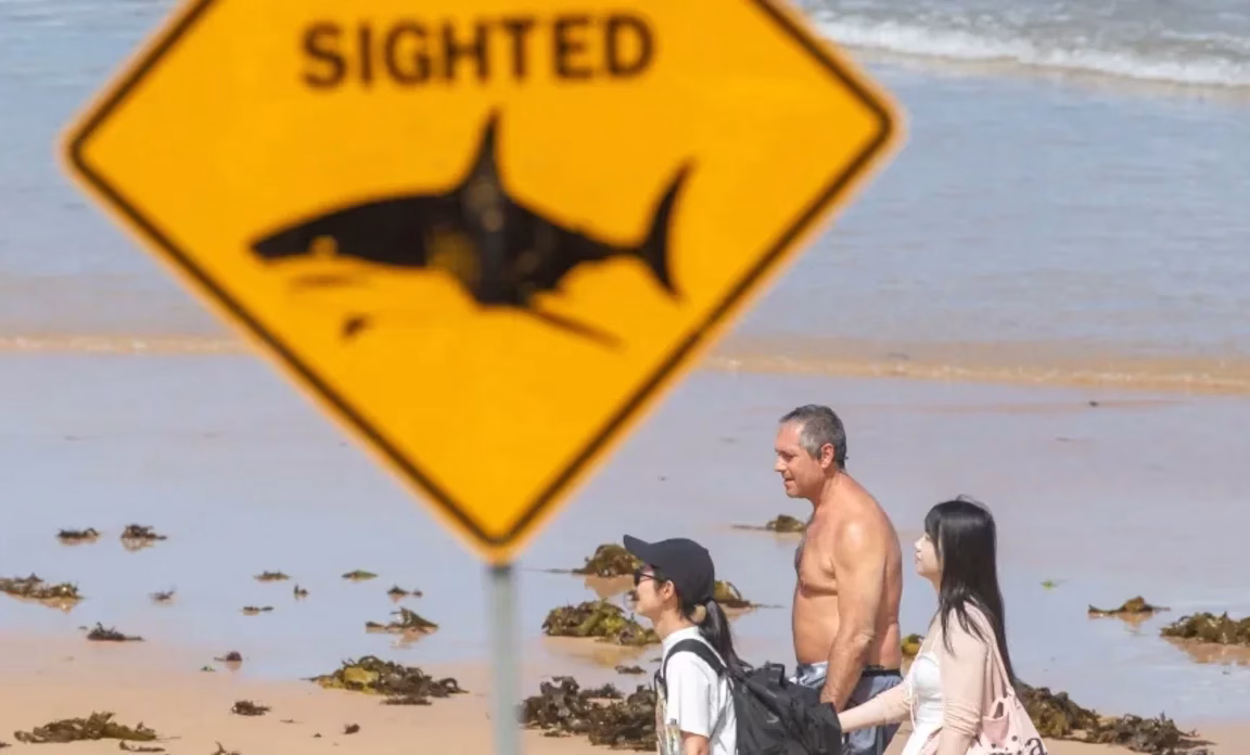 Australia en alerta máxima tras una ola inédita de ataques de tiburones en pleno verano