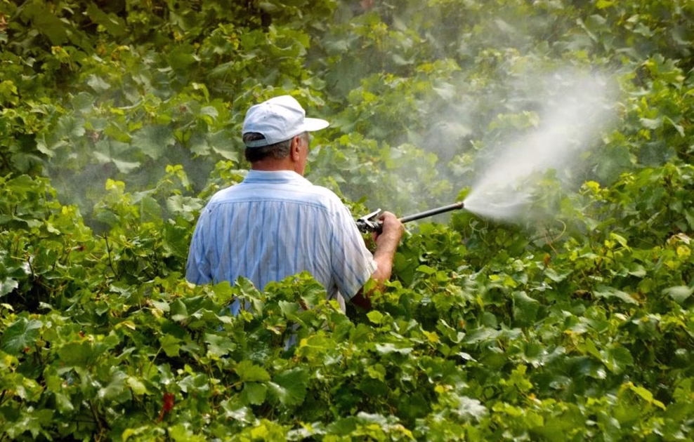 Revelan frutas y verduras con más pesticidas en 2026: estudio en EE.UU. detecta incluso “químicos eternos”