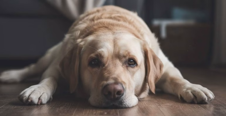 Estudio revela por qué es difícil detectar el dolor en perros y cuáles son las señales ocultas que podrían indicar problemas de salud.