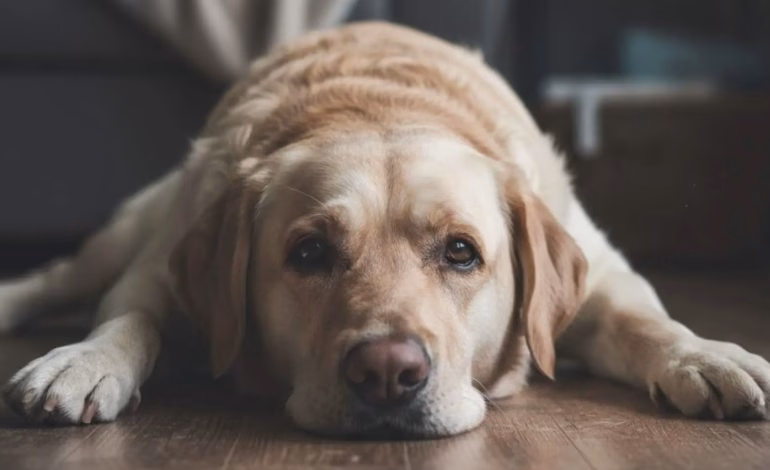 Por qué es tan difícil detectar el dolor oculto en los perros: lo que revela la ciencia