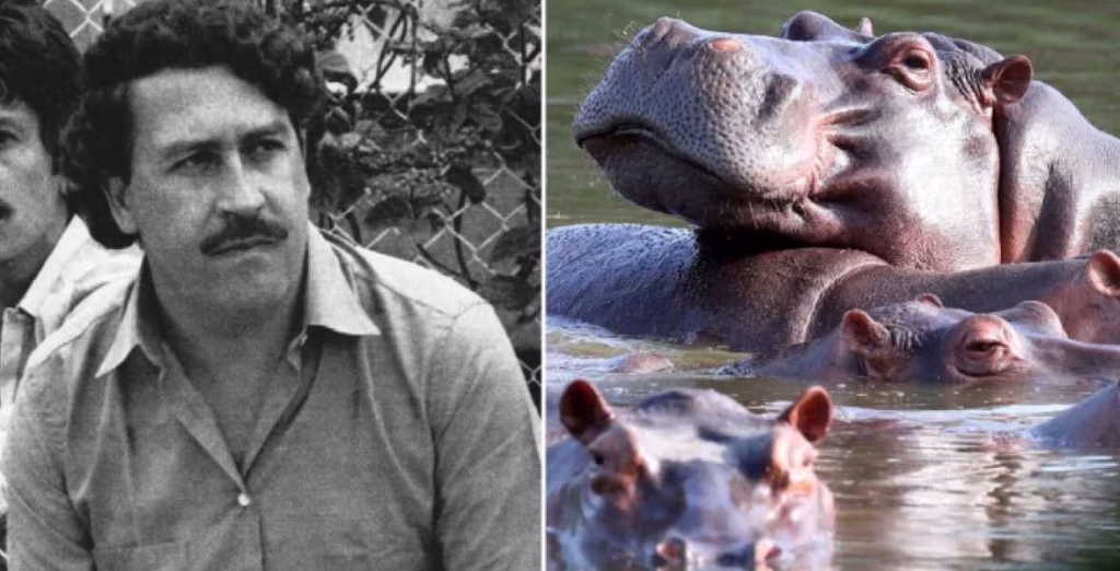 Colombia evalúa eliminar decenas de hipopótamos ligados a Pablo Escobar por grave amenaza ambiental