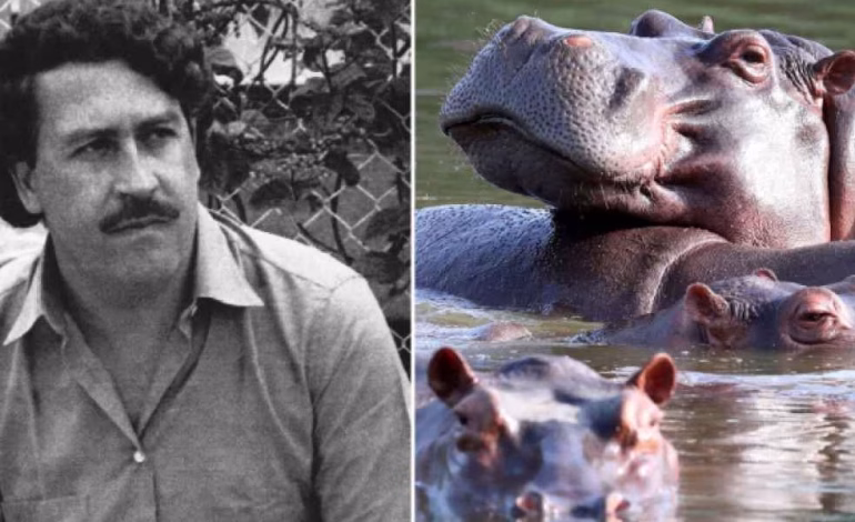 Colombia evalúa eliminar decenas de hipopótamos ligados a Pablo Escobar por grave amenaza ambiental