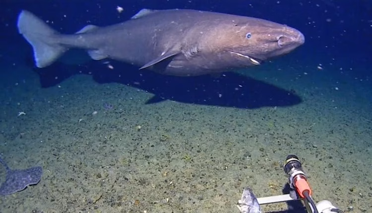Estudio revela que tiburones equipados con sensores mejoran hasta un 40% los pronósticos climáticos oceánicos en zonas remotas del Atlántico.