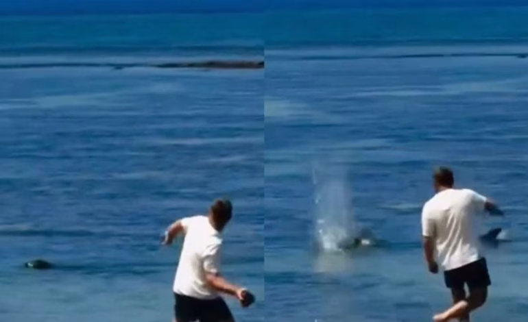 Un turista de Washington fue detenido tras lanzar una piedra a Lani, una foca monje hawaiana en peligro crítico de extinción. Arriesga cárcel y fuertes multas bajo leyes federales.