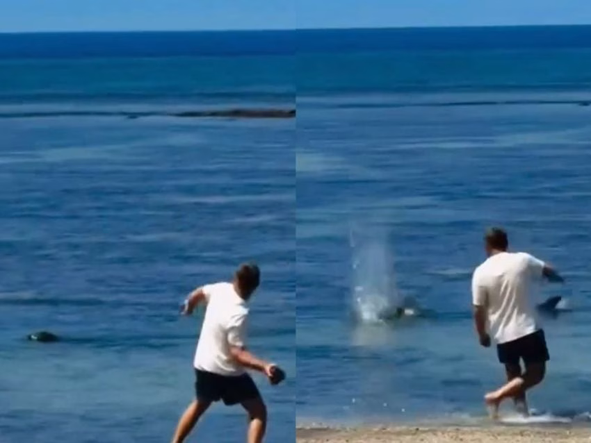 Turista podría ir a la cárcel por lanzarle una piedra a una foca monje en peligro de extinción en Hawái