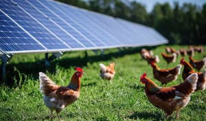 Estudios en España, Reino Unido y Australia revelan que los parques solares bien gestionados pueden aumentar la biodiversidad, favorecer a las aves y crear hábitats más saludables que algunos terrenos agrícolas.